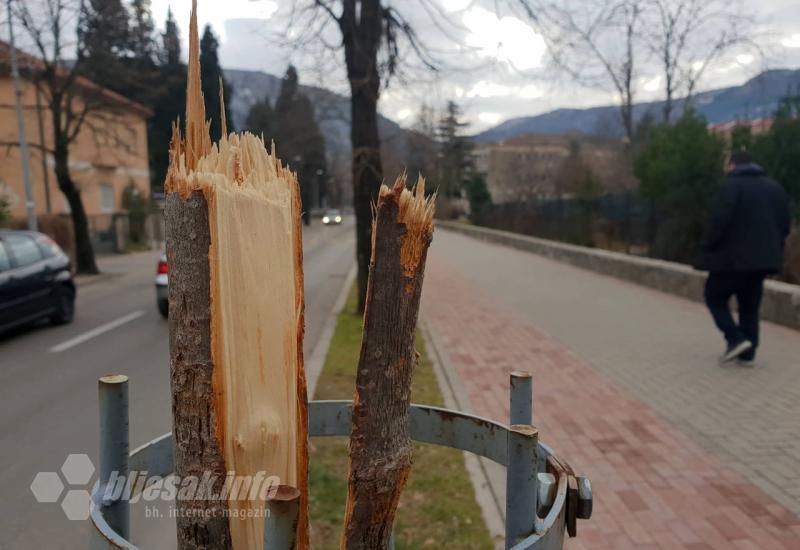 Uništena mlada stabla u Mostaru - Mostarski mišići u akciji