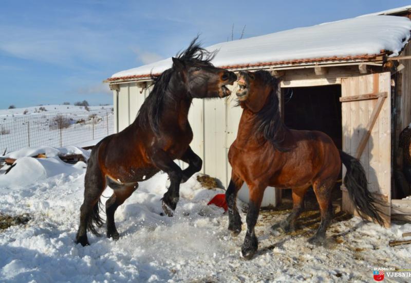 Sto slovenskih volontera dolazi pomoći livanjskim konjima
