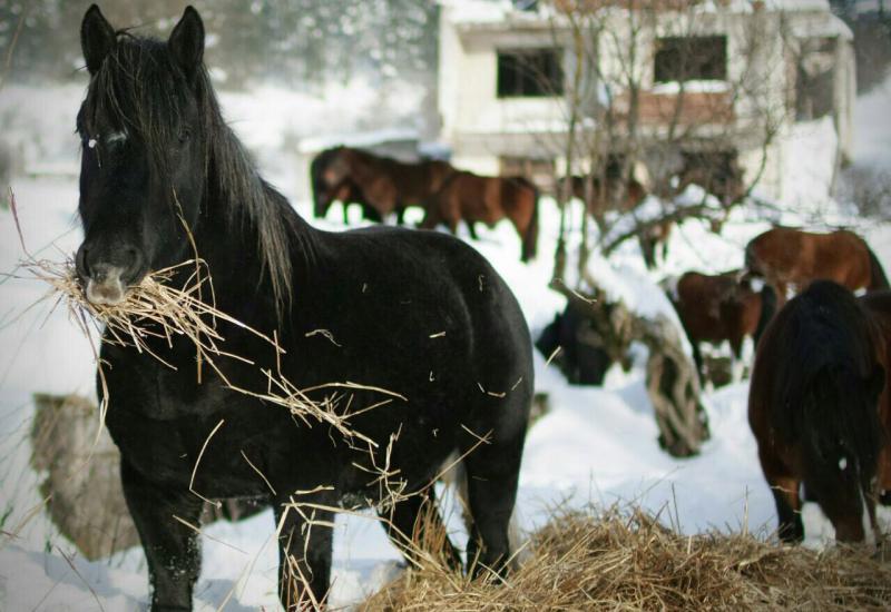 Oaza bosanskog brdskog konja, na obali Jablaničkog jezera - Oaza Bosanskog brdskog konja uz obalu Jablaničkog jezera