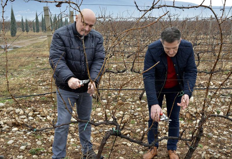 Rezidba loze u vinogradu SUM-a - Tomić: Sveučilište u Mostaru ulazi u proizvodnju eko-hrane
