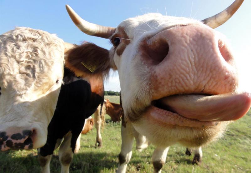 Tinder za životinje: Pronađite partnera svojoj kravi 