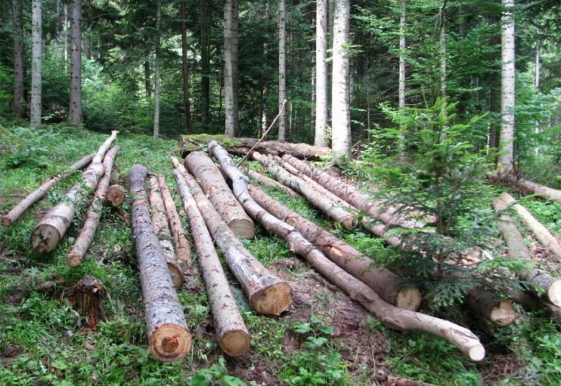 Ustavni sud odlučio da šume nisu (samo) srpske