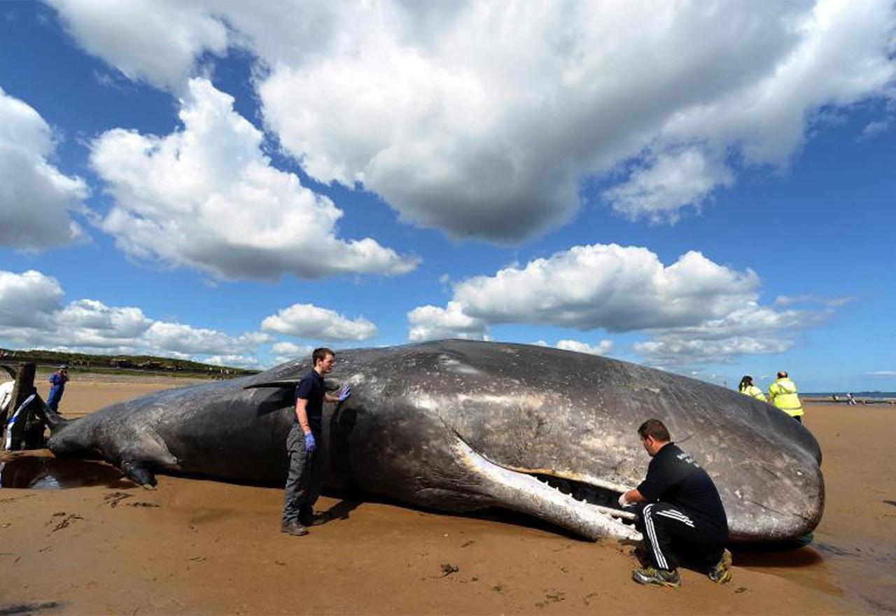 Почему киты выбрасываются на берег. Исполинский кит. Гигантский кит. Самое большое животное. Самый гигантский кит в мире.