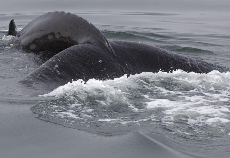 Otkriven razlog masovnog nasukavanja kljunastih kitova