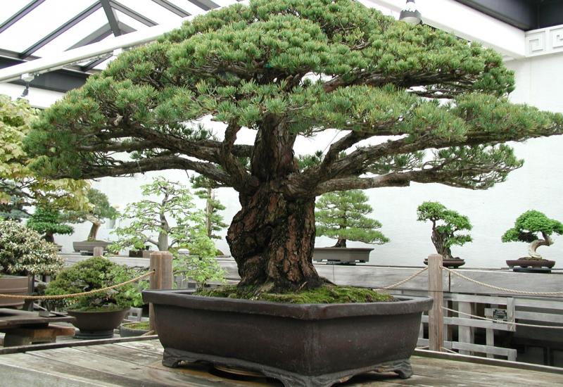 Očajni vlasnici: Ukraden im bonsai star 400 godina