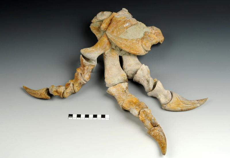 Originalni kostur plateosaura u Prirodnjačkom muzeju u Beču 