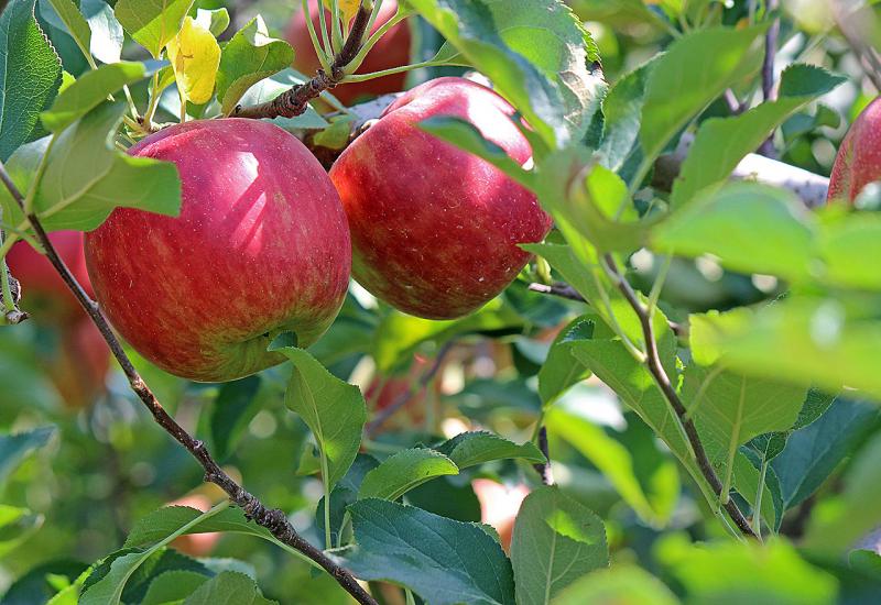 Jabuka - Zaštitite jabuke i kruške