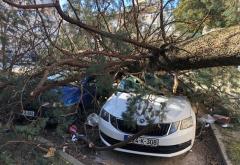 Stablo palo na dva vozila u Mostaru