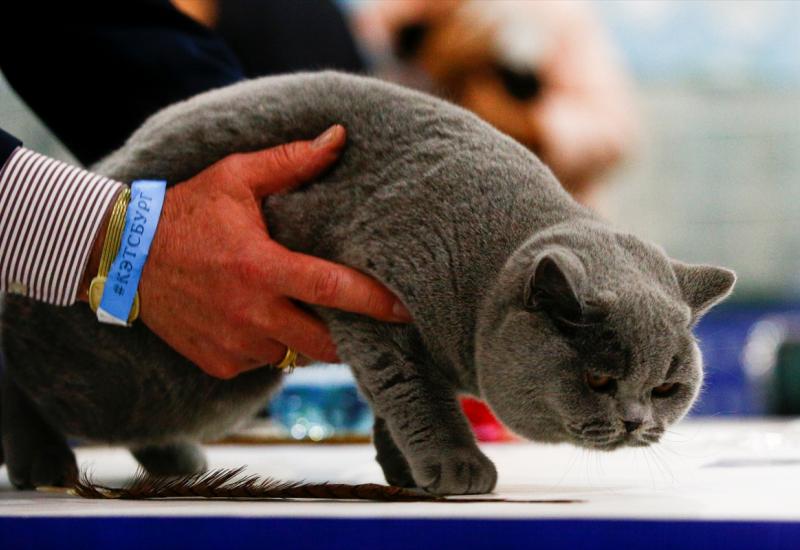 Počeo sajam mačaka u Moskvi - Sajam mačaka: Najveće 