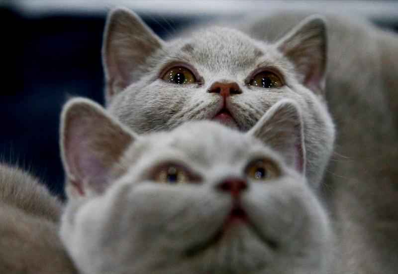 Počeo sajam mačaka u Moskvi - Sajam mačaka: Najveće 