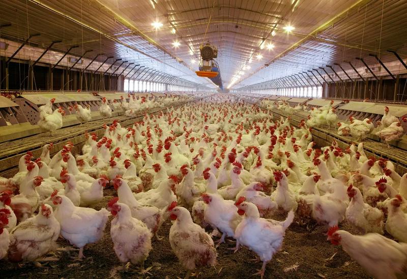 ''Brzorastuće ptice'': 47 dana od jaja do klanja kokoši