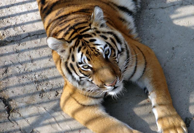 Lavovi i tigrovi evakuirani iz Kijeva