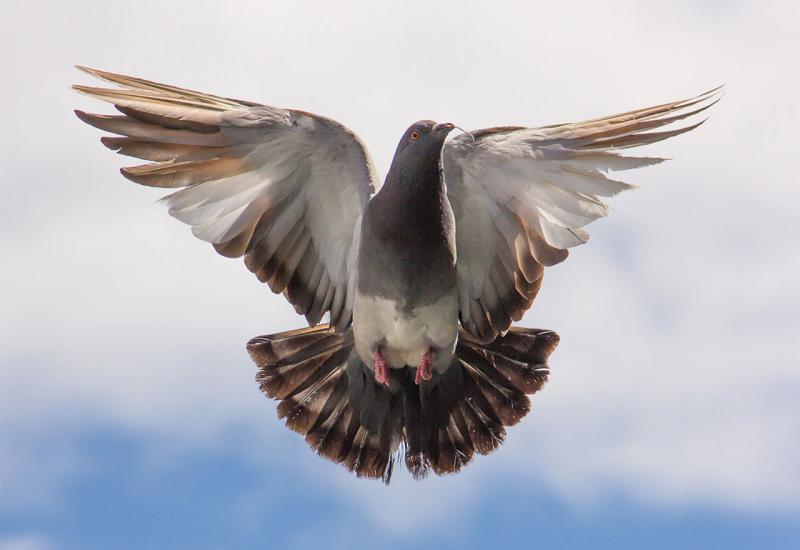 Nakon 110 godina pronađena pošta koju je izgubio golub pismonoša