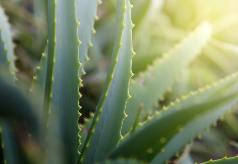 Aloe vera, bosiljak i limun pomažu kada vas svrbi koža