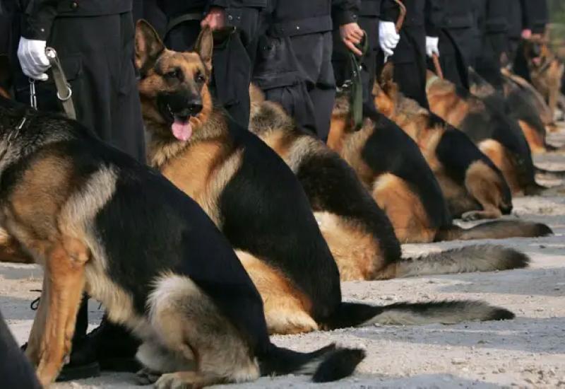 Ilustracija - Kina klonira policijske pse - smanjuju vrijeme i novac potrebne za njihovu obuku