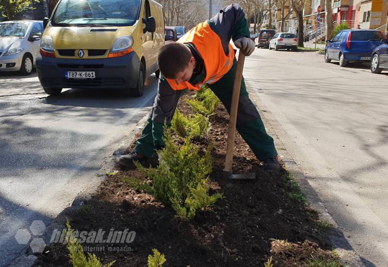 Sadnja novih sadnica na Aveniji - Velika proljetna sadnja u Mostaru