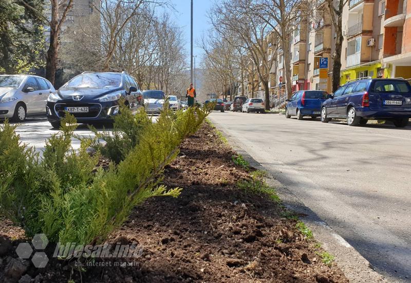 Sadnja novih sadnica na Aveniji - Stiglo zelenilo: Sade se sadnice na mostarskoj Aveniji