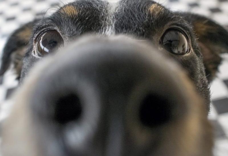 Livanjski psi ostvarili dobre rezultate na Europskoj izložbi pasa