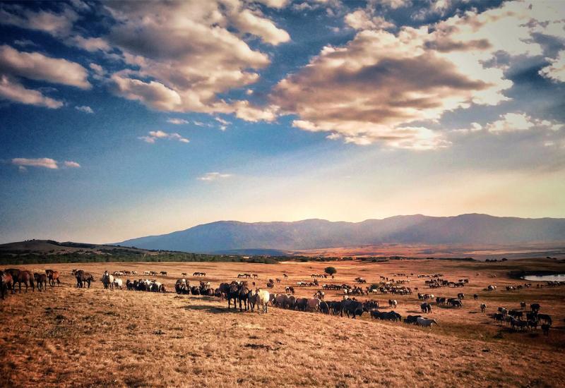 Pogled na prostranstvo Kruga - Divljim konjima privukli svijet u Livno