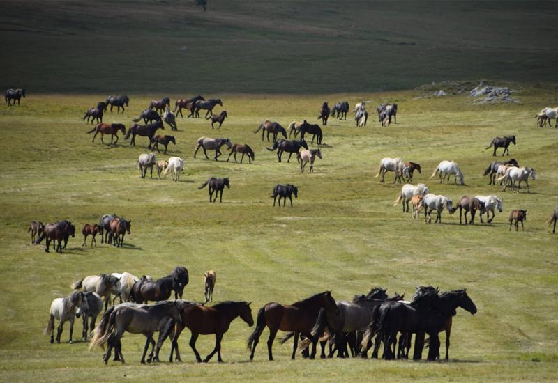 Krda konja u galopu na Kruzima - Divljim konjima privukli svijet u Livno