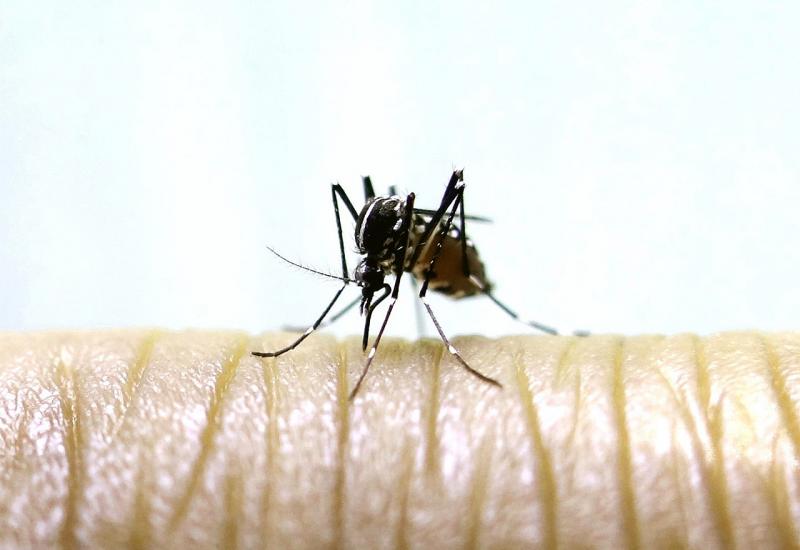 Opasni komarci stižu