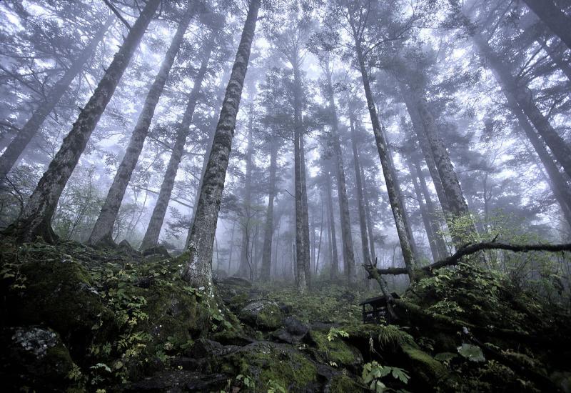 U prošloj godini izgubili smo tropske prašume dimenzija Švicarske