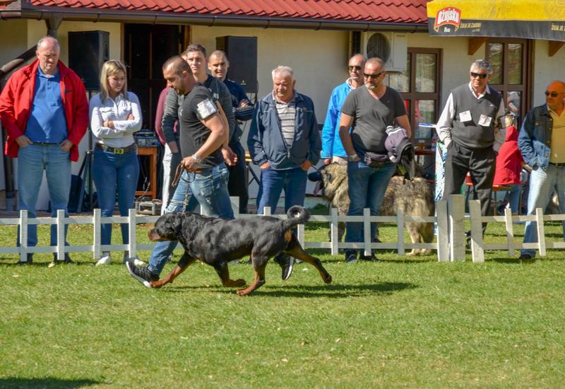Duvanjski rotvajler pobjednik Nacionalne izložbe pasa u Livnu