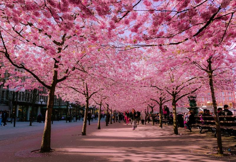 Festivala japanske trešnje u parku Hastahana - Otvaranje Festivala japanske trešnje u parku Hastahana