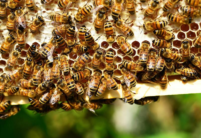 Slovenci će Papi darovati pčelinjak