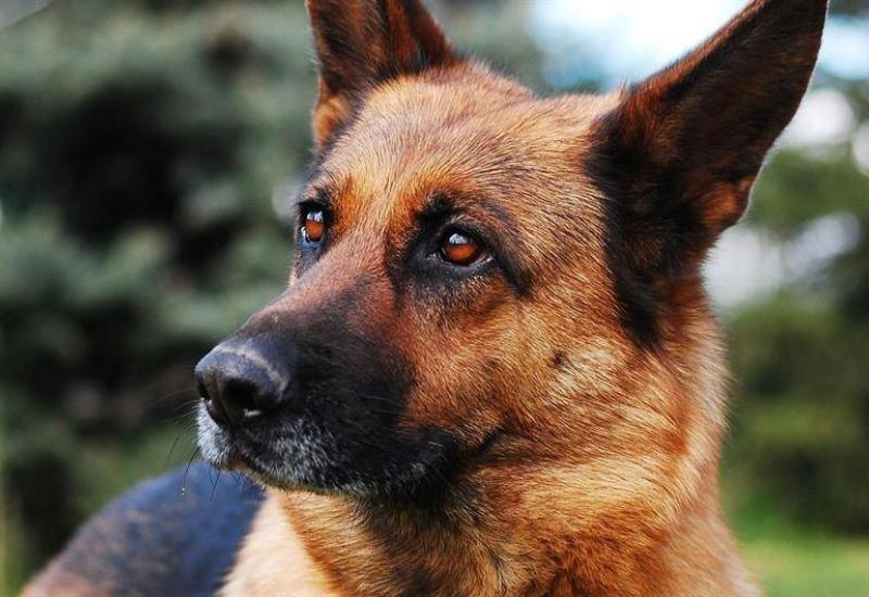 Pas vraćen vlasnicima dvije godine nakon što je ukraden
