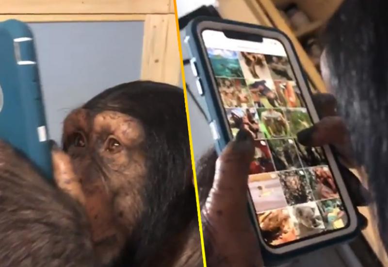 Čimpanza - Instagram profesionalac