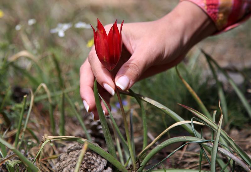 Vrijeme je za sadnju lukovica tulipana!