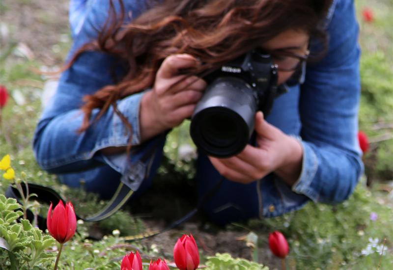 Tulipani iz Manise  - Branje tulipana u Turskoj koštat će vas kao jedno auto