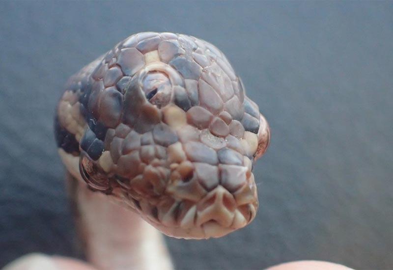 Pronađena zmija s tri oka