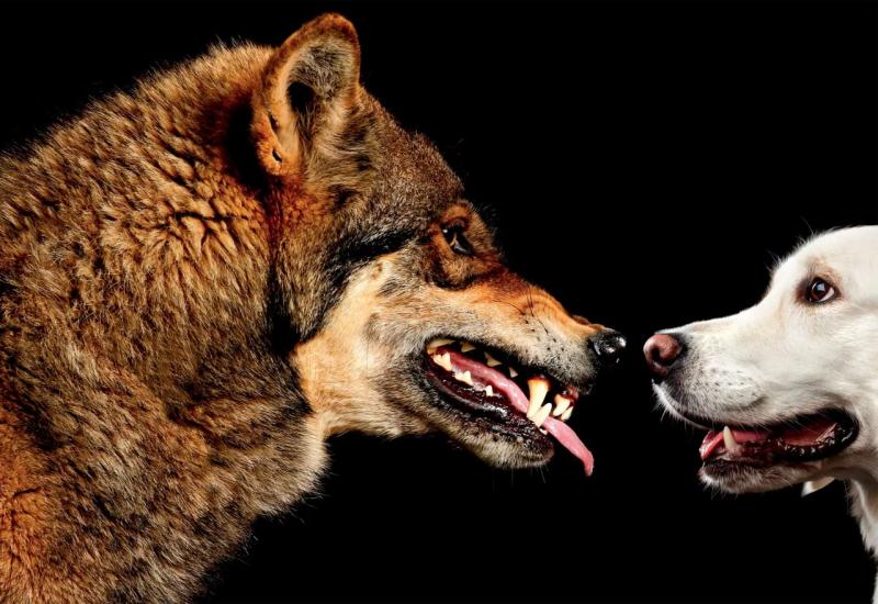 Sebičnost? Zanimljivo istraživanje o psima i vukovima