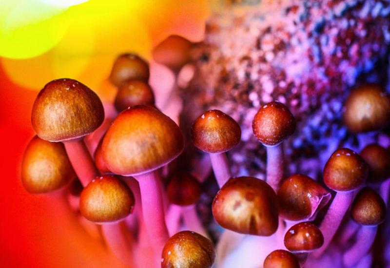 Magične gljive 'postaju' lijek za depresiju