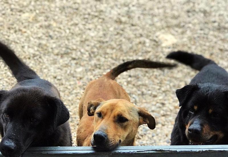 ŽZH: Psi bez nadzora ozlijedili tri osobe