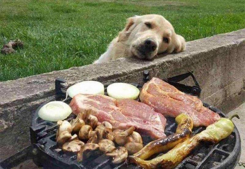 Ne hranite psa mesom s roštilja!
