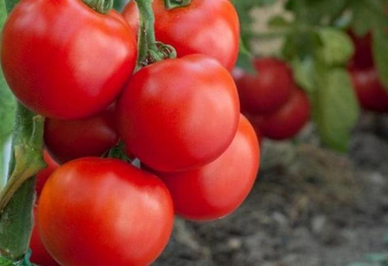 Biljke koje trebate posaditi kraj rajčice da dobijete više plodova  