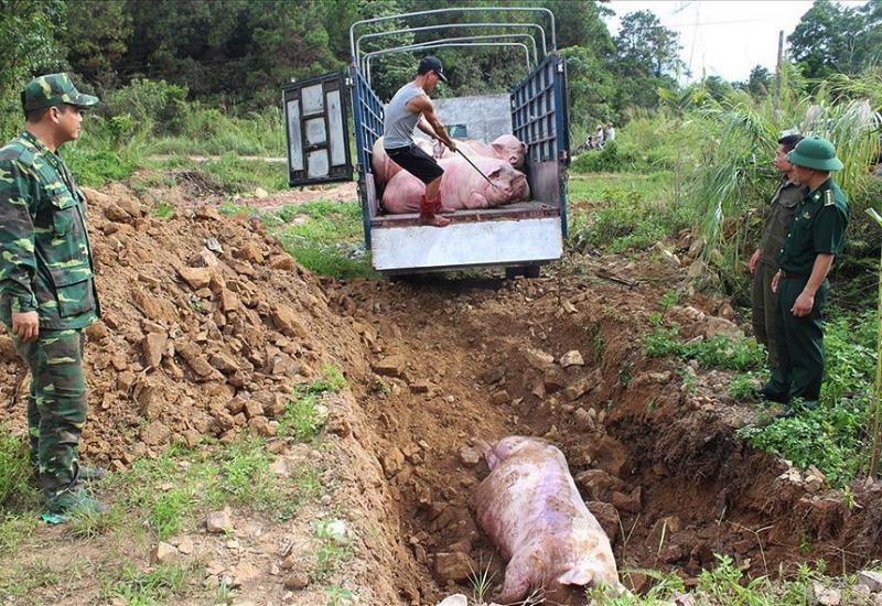 Epidemija afričke svinjske gripe je vrlo opasna za životinje - Pomor svinja zbog epidemije