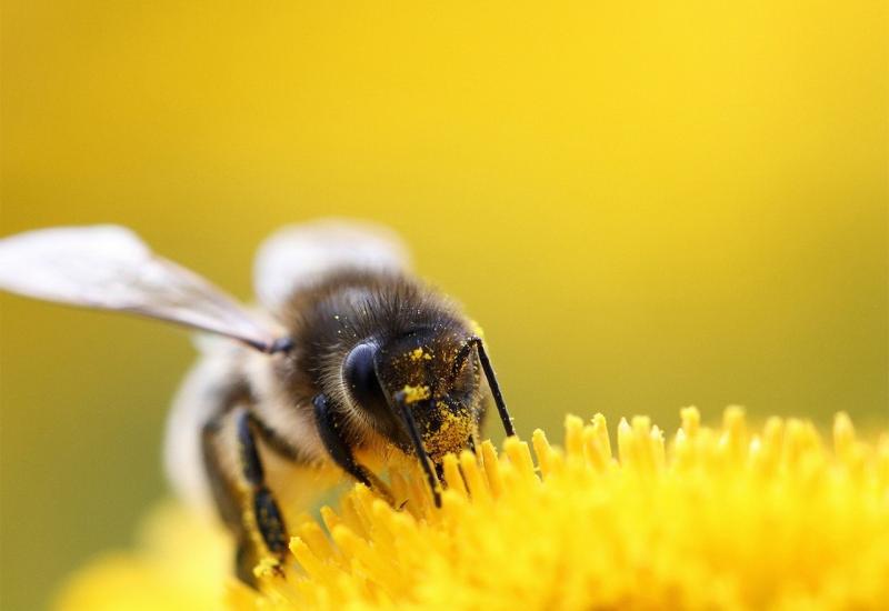 Zabranjen pesticid koji uzrokuje izumiranje pčela