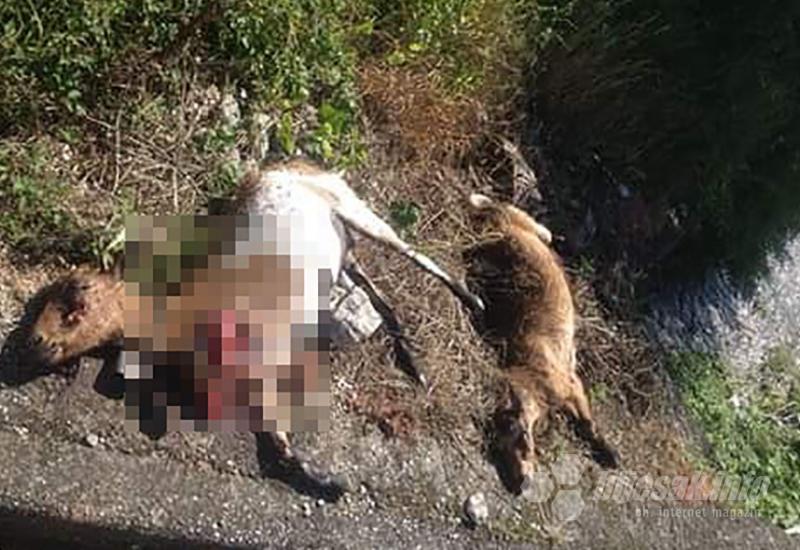 Čopor pasa napao koze u Blagaju: Četiri usmrtili, za ostalim se traga