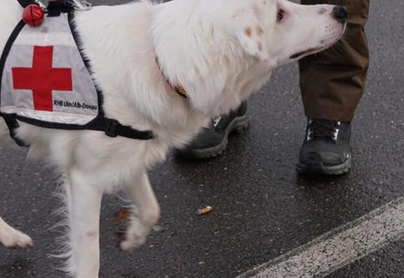 Od iscrpljenog i zapuštenog štenca, danas je Ronja lijep i njegovan pas - Zahvaljujući ACC-u: Lutala ulicama Mostara, a sada spašava živote u Njemačkoj