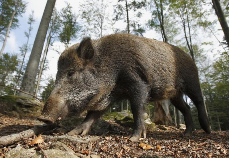 Divlje svinje uništiše poljoprivredne proizvode