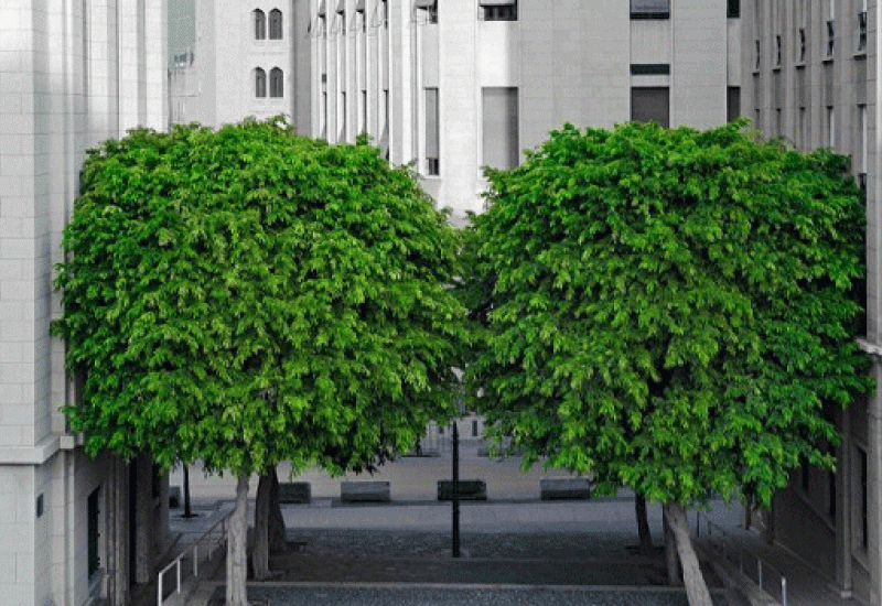 Sjene drveća - Sjene drveća mogu ohladiti gradove za 5 °C