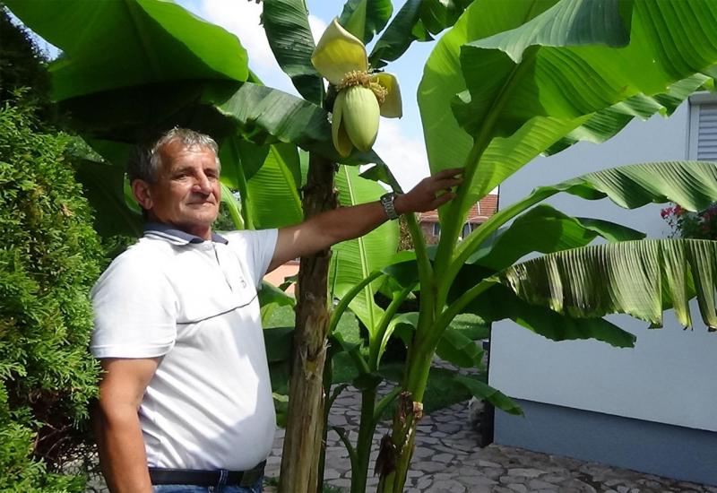 U Bosni rastu banane - na jednom stablu bude i po 140 komada