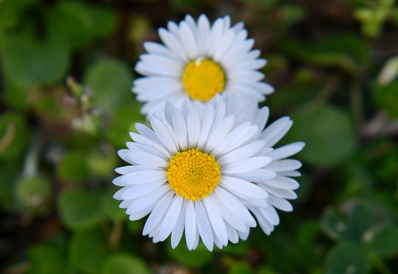 Maleni cvijet velike ljekovitosti: Za želudac, kožu i bronhitis