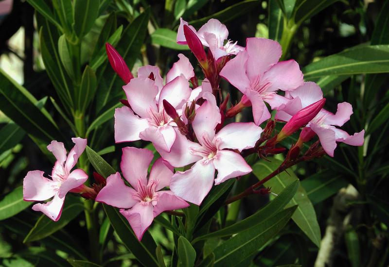 Oleander - Saransak, cmilje, čmičak, krtola… Kako Hercegovci nazivaju biljke?