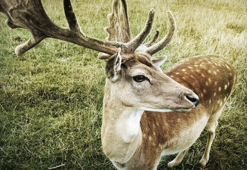 Uginulo devet jelena, u stomacima im pronađena plastika