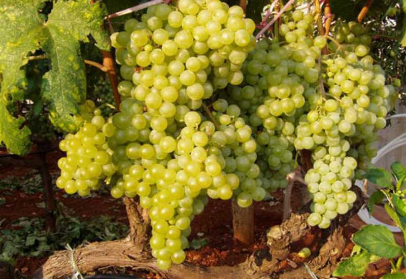 Zbog klimatskih promjena moguć uzgoj vinove loze i u gorskim dijelovima